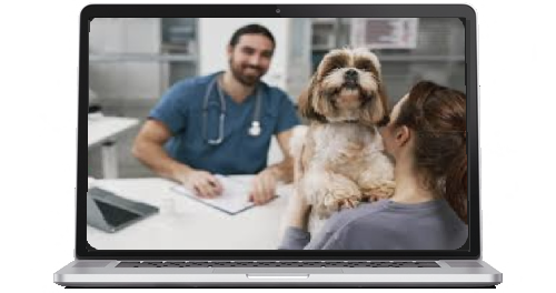 Pet Insurance | Tierversicherung